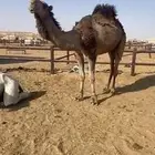 قعود احمر دم
