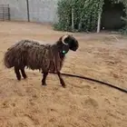 جذع نعيمي اردني ظهر وطرف 9 شهور