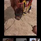 يوجد لدينا ايجار خيل وجمال وحناطير وبوني اسعارة مناسبة