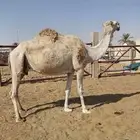 للبيع ضروبه