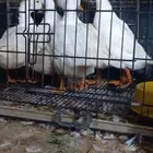 بط للبيع نضيف