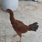 دجاج سندي ديك ودجاجه بطل توب اعمار7شهور علي السومه