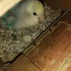 للبيع جوز روز منتج على الشرط