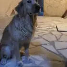 قولدن