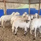 غنم جروم وشعره ودفيع( تم البيع)