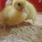 البط   2 مع قفص كبير