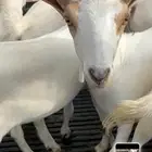 تيوس وجفار بيشيه للبيع العمر 8 شهور