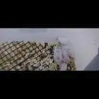 للبيع فروخ روزات نازله من أزواج كفو اسعار مانختلف بإذن الله