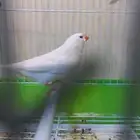 زيبرا سبلت وايت(تم البيع)