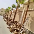 نخل وشنطونيا لزينت القصور والفلل والاستراحات والبيوت