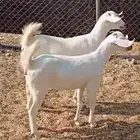 جفرتين البيع