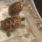 سلاحف برمائية للبيع