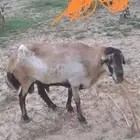 فحل رفيدي للبيع