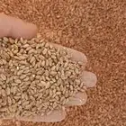شعير اعلاف بر فقيه