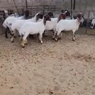 7 غنم نعيم منوة اللي بيأسس مراح