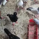 حمام شامي مشامشه وقرنفلي