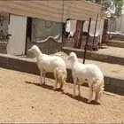 للبيع 2 رخال جذعات صنف صنف عيد ولا مقنى شي فاخر
