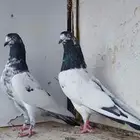 حمام باكستاني تيدي