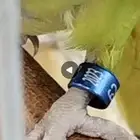 للبيع درتين وحده اليفه ومتكلمه