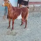 للبيع عنز حليب صنف الصنف جرم ولون وحليب طيبه