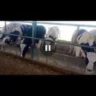 عجول هولندى للبيع جودة وأسعار تنافسيه