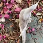 ببغاء كروان ضائع
