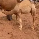 للبيع بكره على الحليب سمين وجبره