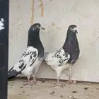 حمام باكستاني رامبوري