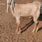 تيس ذبيحه عمره 5 شهور