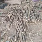 حطب عالي الجودة سل ام
