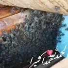 خليه نحل بلدي