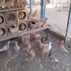 زواجل حمام زاجل الوان مميزه