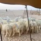 بهم طليان مراح واحد العدد 35 رقم جوال