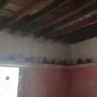 حمام زاجل العدد 12 الحبه ب 5ريال