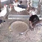 خمس دجاج رومي ومعها ديكين وخمس دجاج بلدي بياض ومعها ديكين
