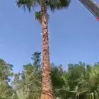 نخل وشنطني أمريكي زينه