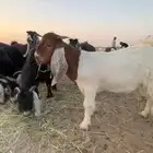 تيس هجين الاب بورقوت والام عارضية