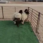 5 رخال هرافى نعيم طيبات