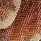 نحل بلدي سلاله عاسله للبيع