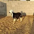 جذعه نجديه مقنوي ولا ذبح