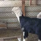 رخل نجدية صنف الصنف