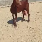 للبيع عنز حليب وافر مشاءالله. توها مات بهمها