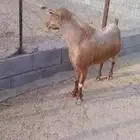 للبيع تيس اجم احص فحل شرط. اضراب وحاار شرط
