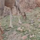 ثلاث خلفات كل وحده معها بكره