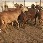غنم سواكن وهجين فواخر فيها دفيع
