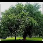 بذور اللوز الهندي