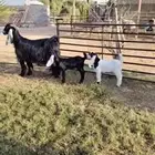 عارضيه فاخره متاومه بتيس وجفره