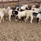 تيوس فل الفل