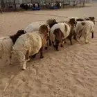 11 جذع نعيم اردني ظهور وطراف