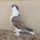 شيرازي ..لاهور ..اوبل
